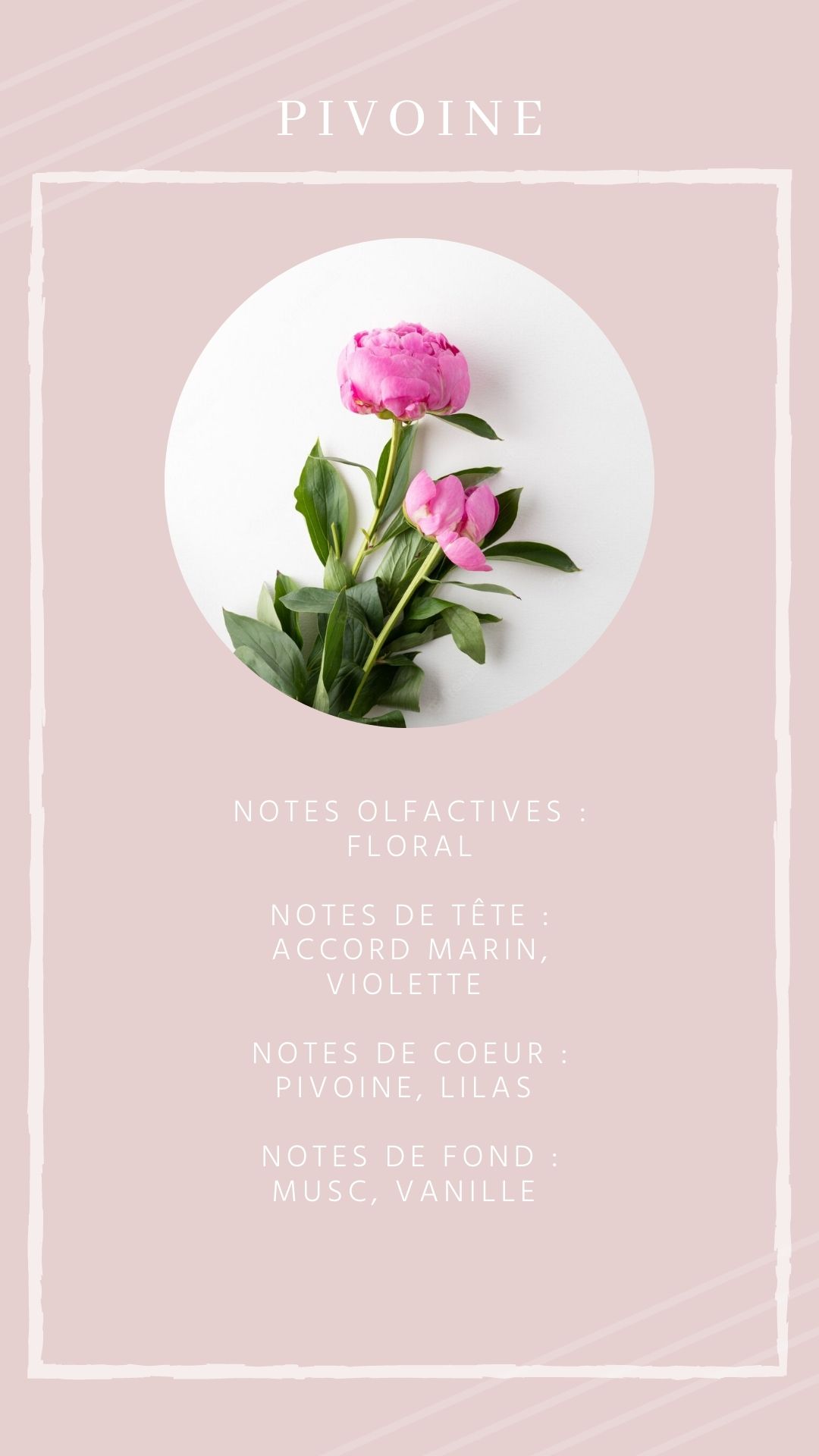 Pivoine