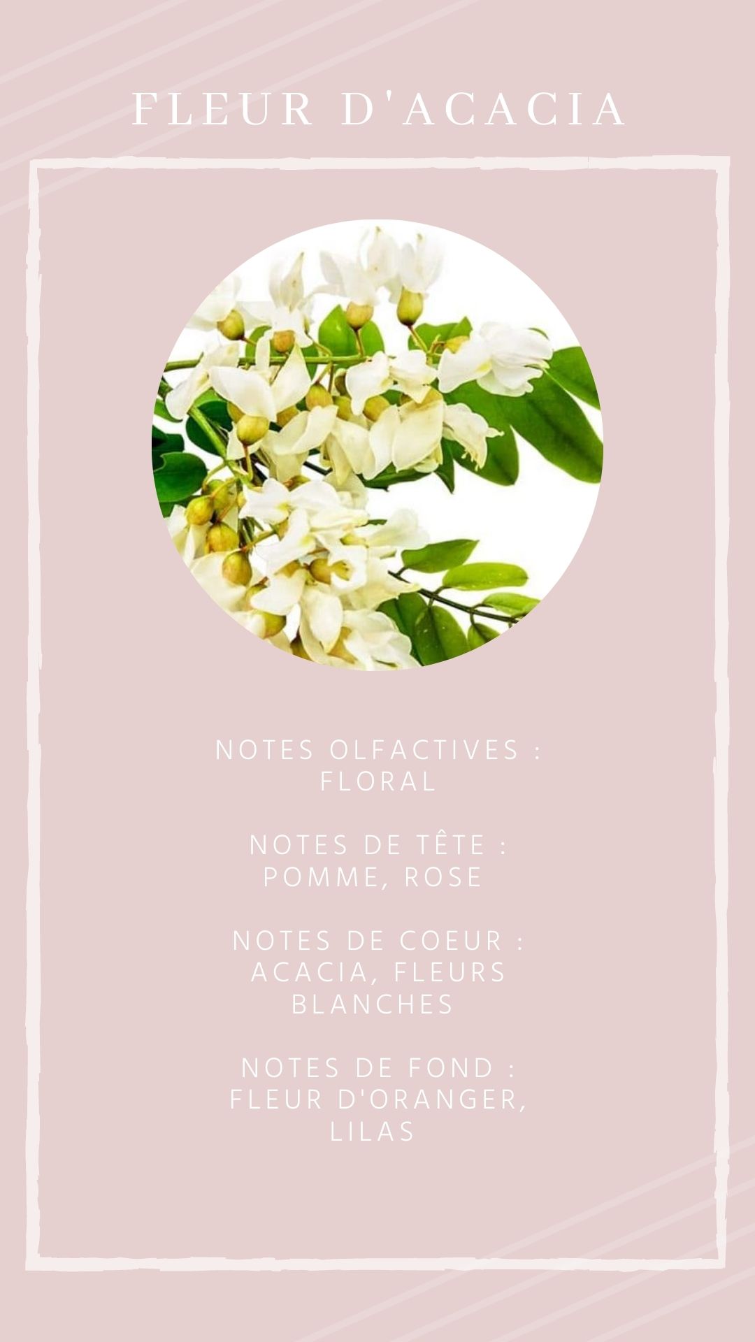 Fleur d'acacia