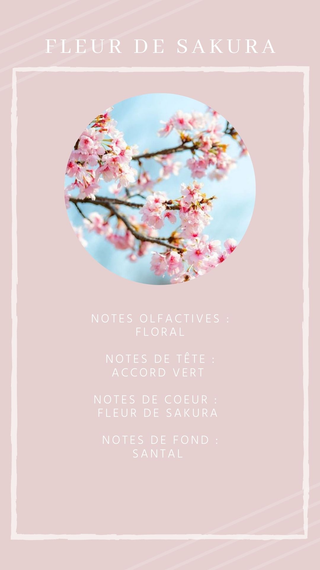 Fleur de sakura
